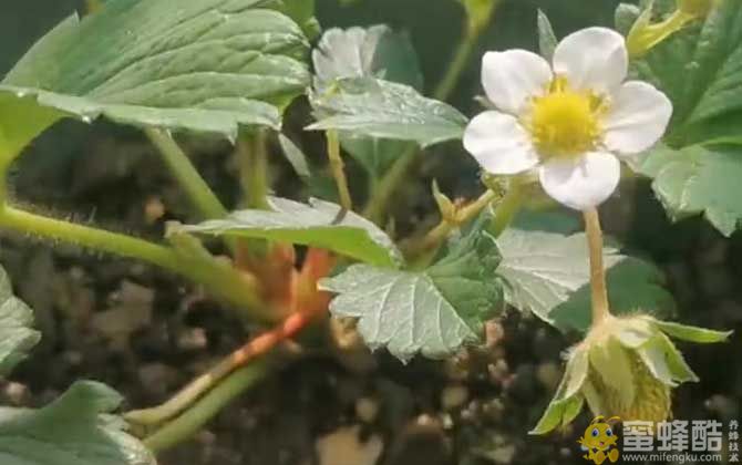 草莓什么时候种植最好？(图3)