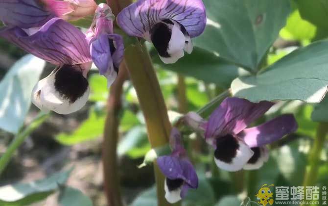 蚕豆是什么植物？(图4)