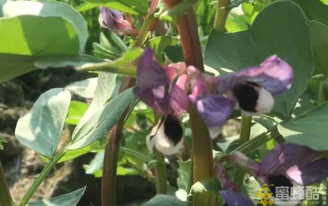 蚕豆是蜜源植物吗？(图1)