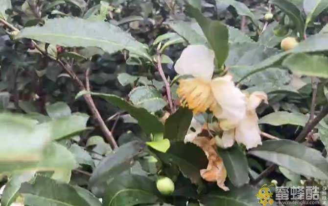 茶树是蜜源植物吗？(图3)