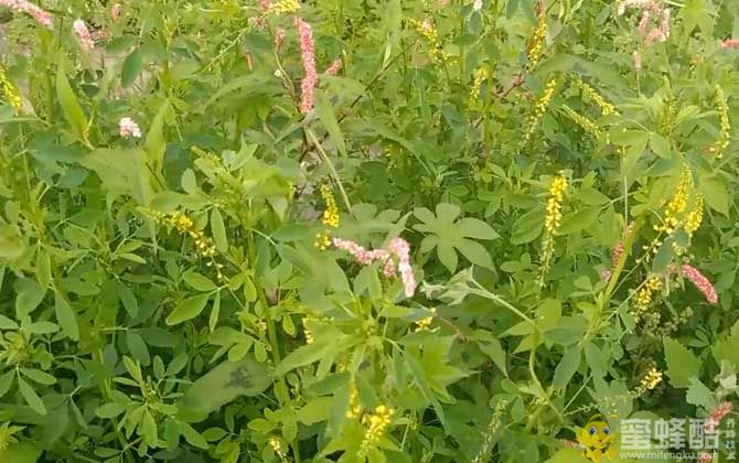 草木犀是什么植物？(图3)