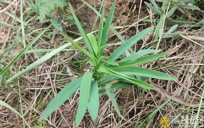 柴胡是什么植物？(图1)