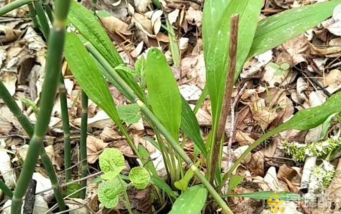 柴胡种植技术及病害防治(图3)