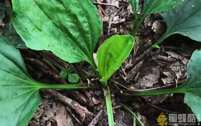 平车前是什么植物？(图1)