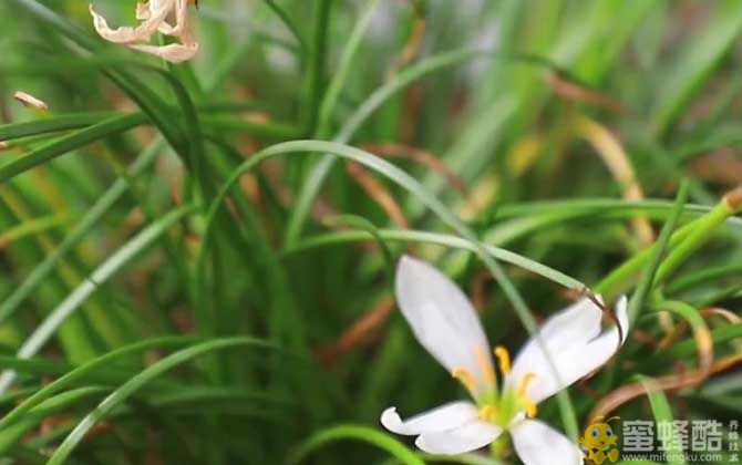 白花葱兰是什么植物？