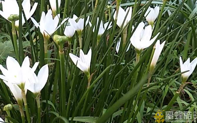 白花葱兰是什么植物？(图3)