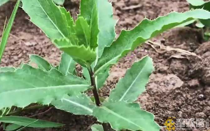 刺儿菜是什么植物？(图1)