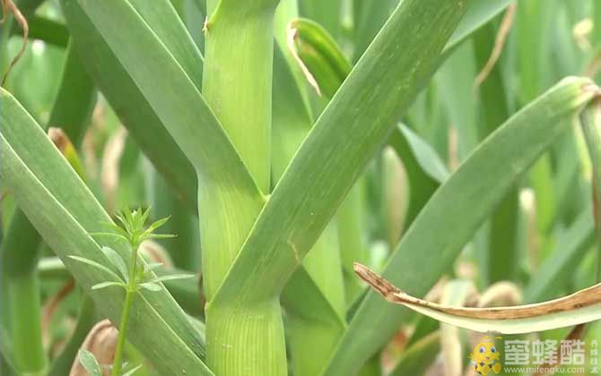 大蒜种植技术及病害防治