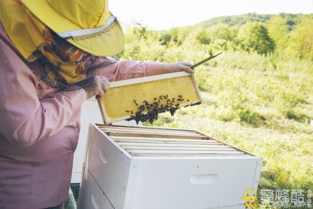 引蜂入箱小技巧：擦抹蜂蜜、找侦查蜂、香气诱惑、栽种植物(图1)