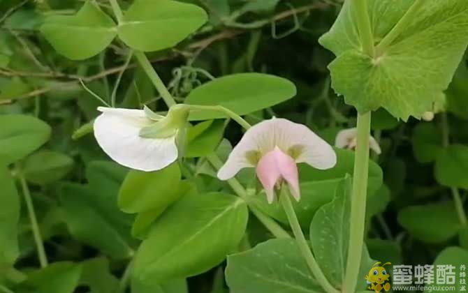 荷兰豆是什么植物？(图1)