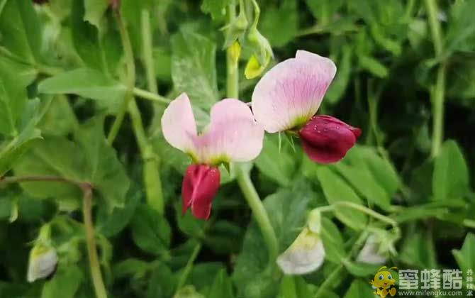 荷兰豆是什么植物？(图4)