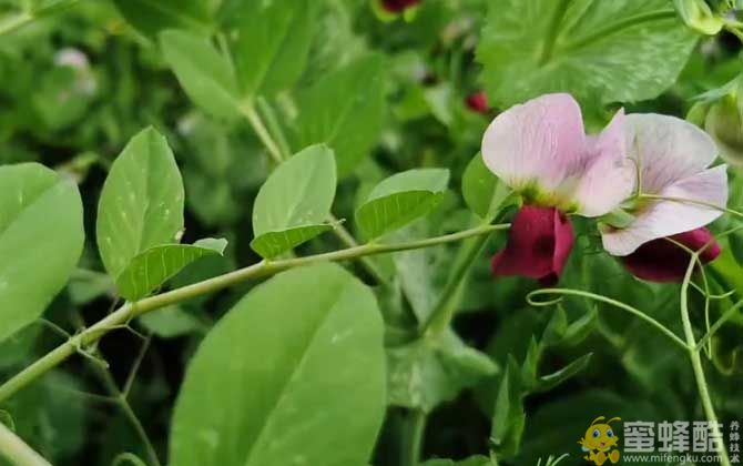 荷兰豆是什么植物？(图6)