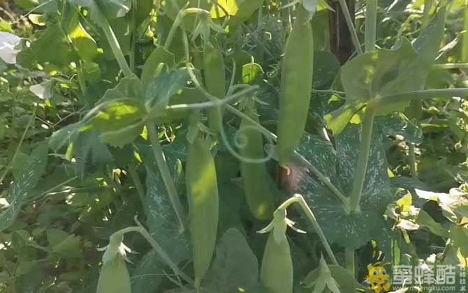 荷兰豆种植技术及病害防治(图4)