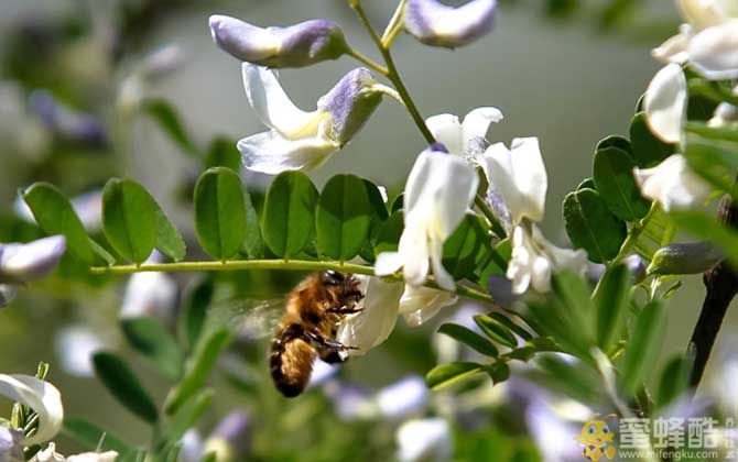 狼牙刺什么时候开花？(图3)