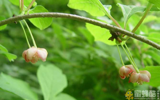 五味子什么时候开花？(图1)