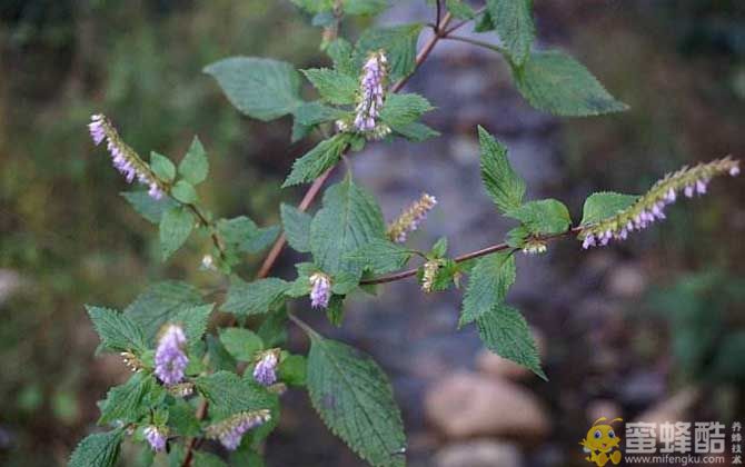 香薷什么时候开花？(图3)