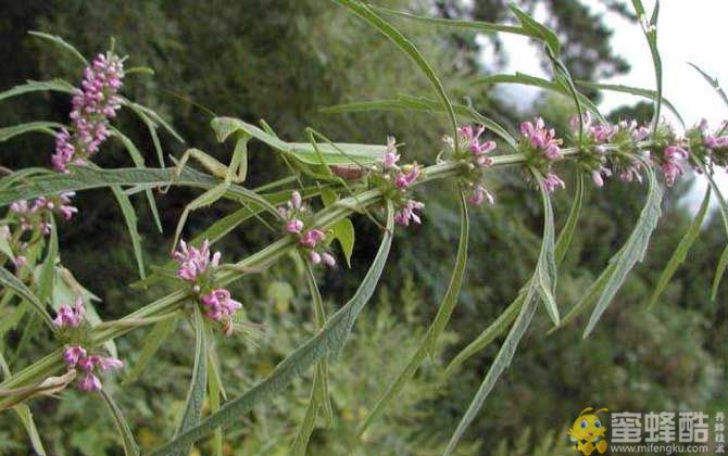 益母草什么时候开花？(图2)