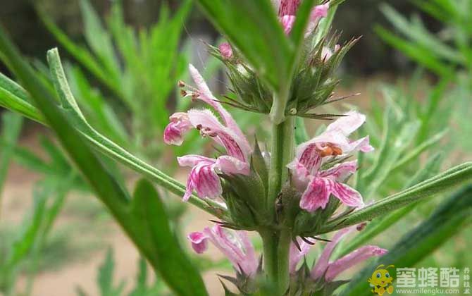 益母草什么时候开花？(图3)