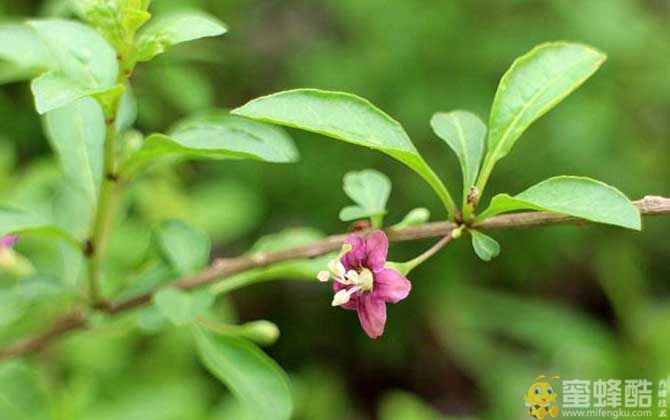 枸杞什么时候开花？(图2)