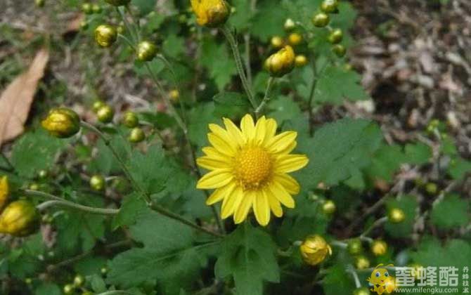 野菊花什么时候开花？(图2)