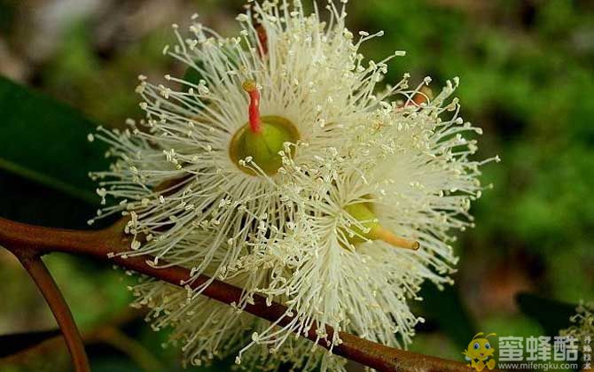 桉树花蜜蜂会采吗？(图4)