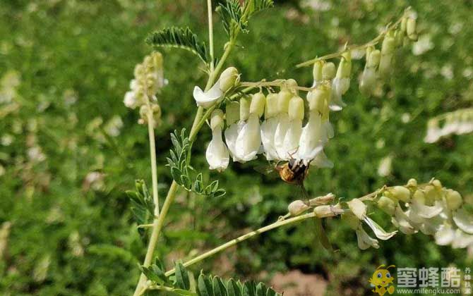 黄芪什么时候开花？(图1)