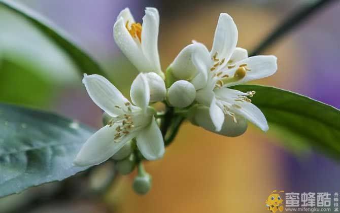 橙树什么时候开花？(图3)