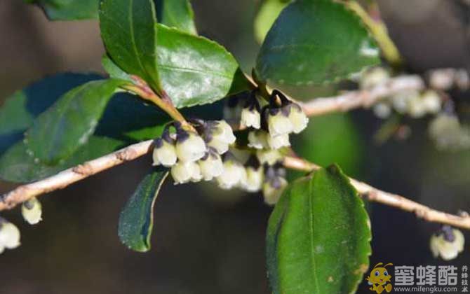 野桂花什么时候开花？(图2)