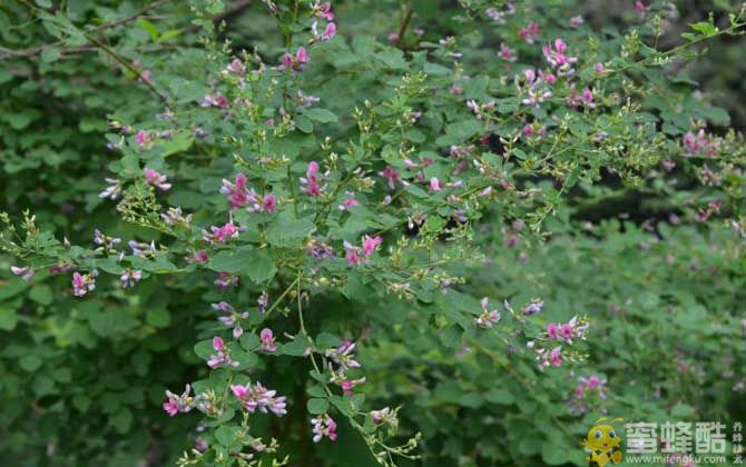 胡枝子什么时候开花？(图3)