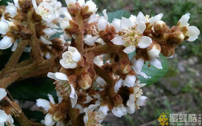 枇杷什么时候开花？(图2)