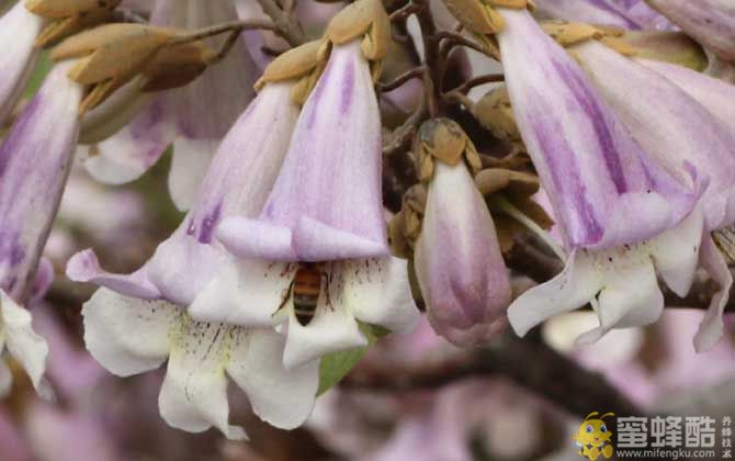 桐树什么时候开花？(图2)