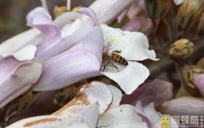 桐树什么时候开花？(图3)