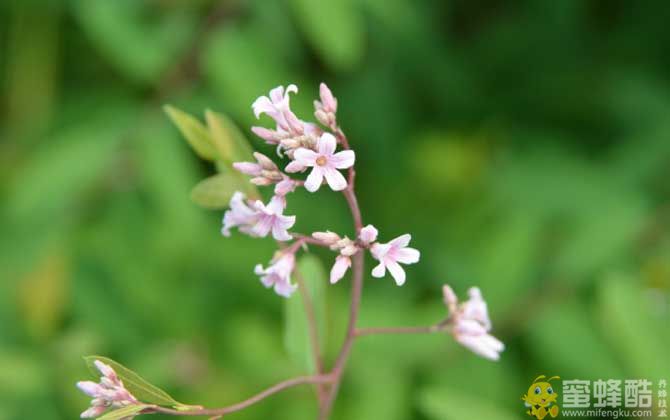 罗布麻什么时候开花？(图2)