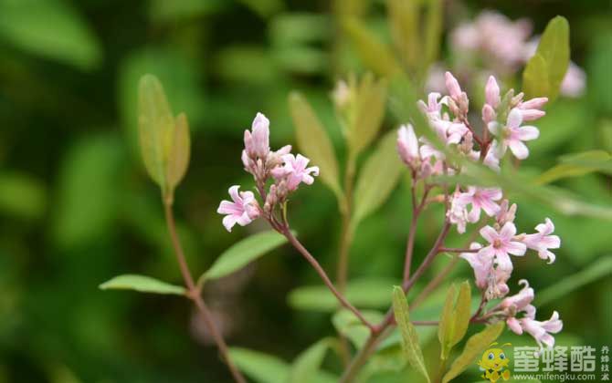 罗布麻什么时候开花？(图3)