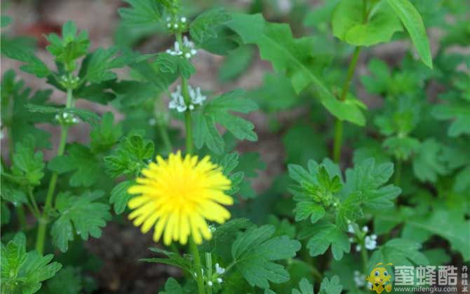 蒲公英什么时候开花？(图4)