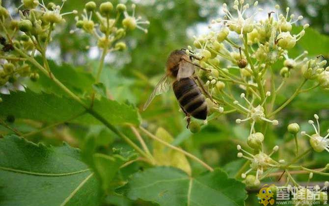 蜜源植物是什么意思？(图1)