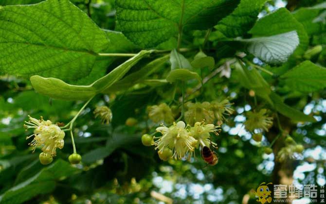 中国十大蜜源植物是哪些？(图3)