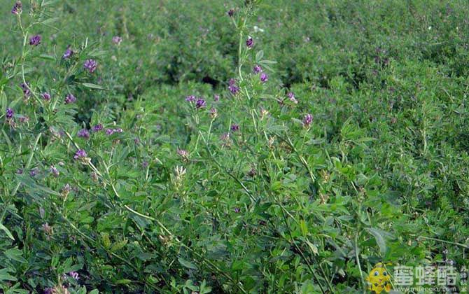 中国蜜源植物产蜜量排行榜(图5)