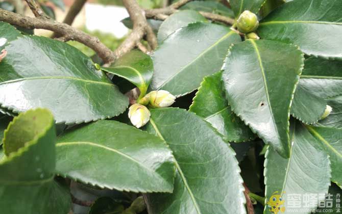 茶花是什么植物？(图5)