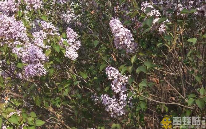 丁香是什么植物？(图2)