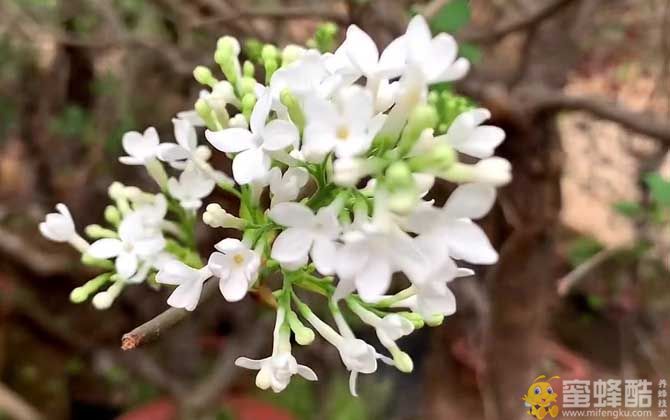 丁香是什么植物？(图6)