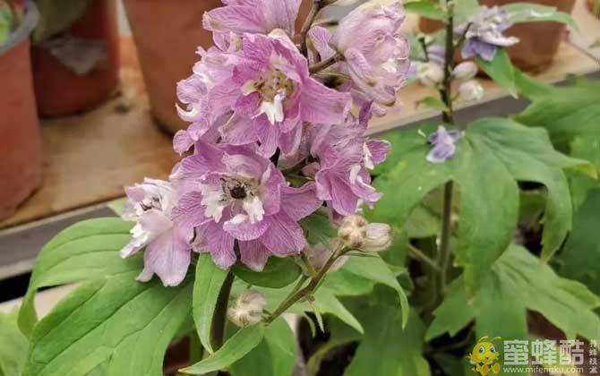 大花飞燕草是蜜源植物吗？(图3)