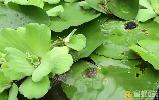 水白菜是什么植物？(图4)