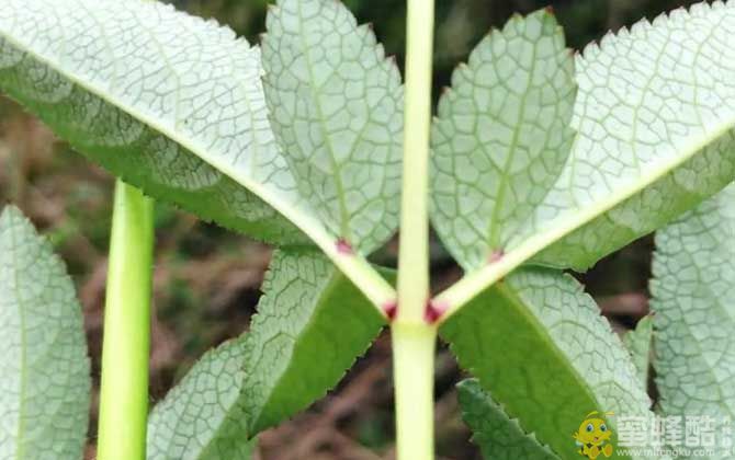 白芷是什么植物？(图4)