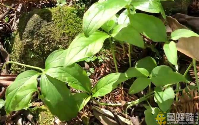 半夏是什么植物？(图3)