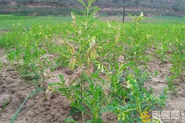 懒人种植十大紧缺药材项目推荐(图3)