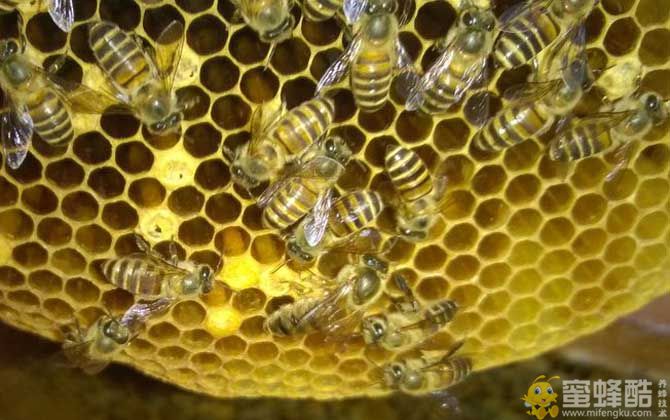 养蜂业属于农业吗？养蜂需要具备什么条件？(图1)