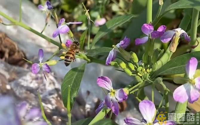 蜜蜂怕什么东西？中蜂怕烟和农药,天敌有胡蜂,蜂螨,蜡螟等(图3)