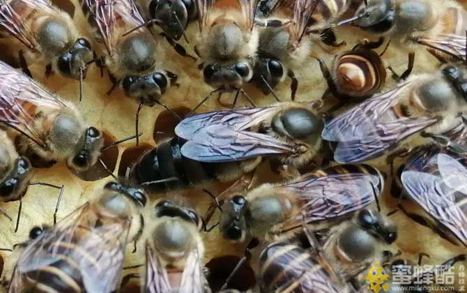 阿坝中蜂王个头大小及蜂种特性 纯种阿坝中蜂图片