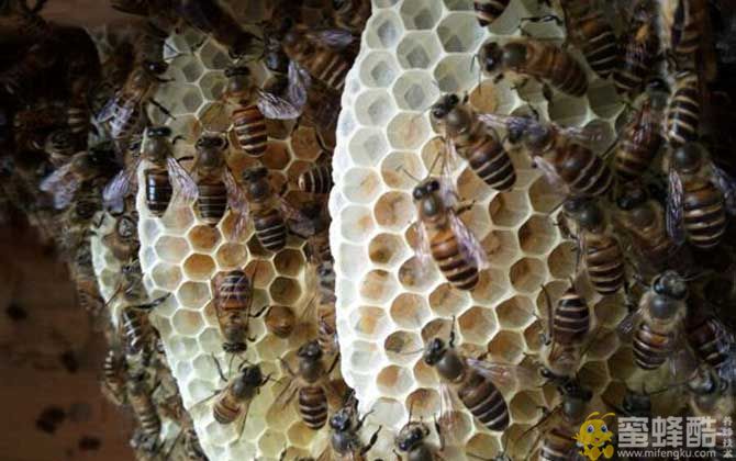新手怎样养蜜蜂不会跑？新手怎么开始养蜂(图1)